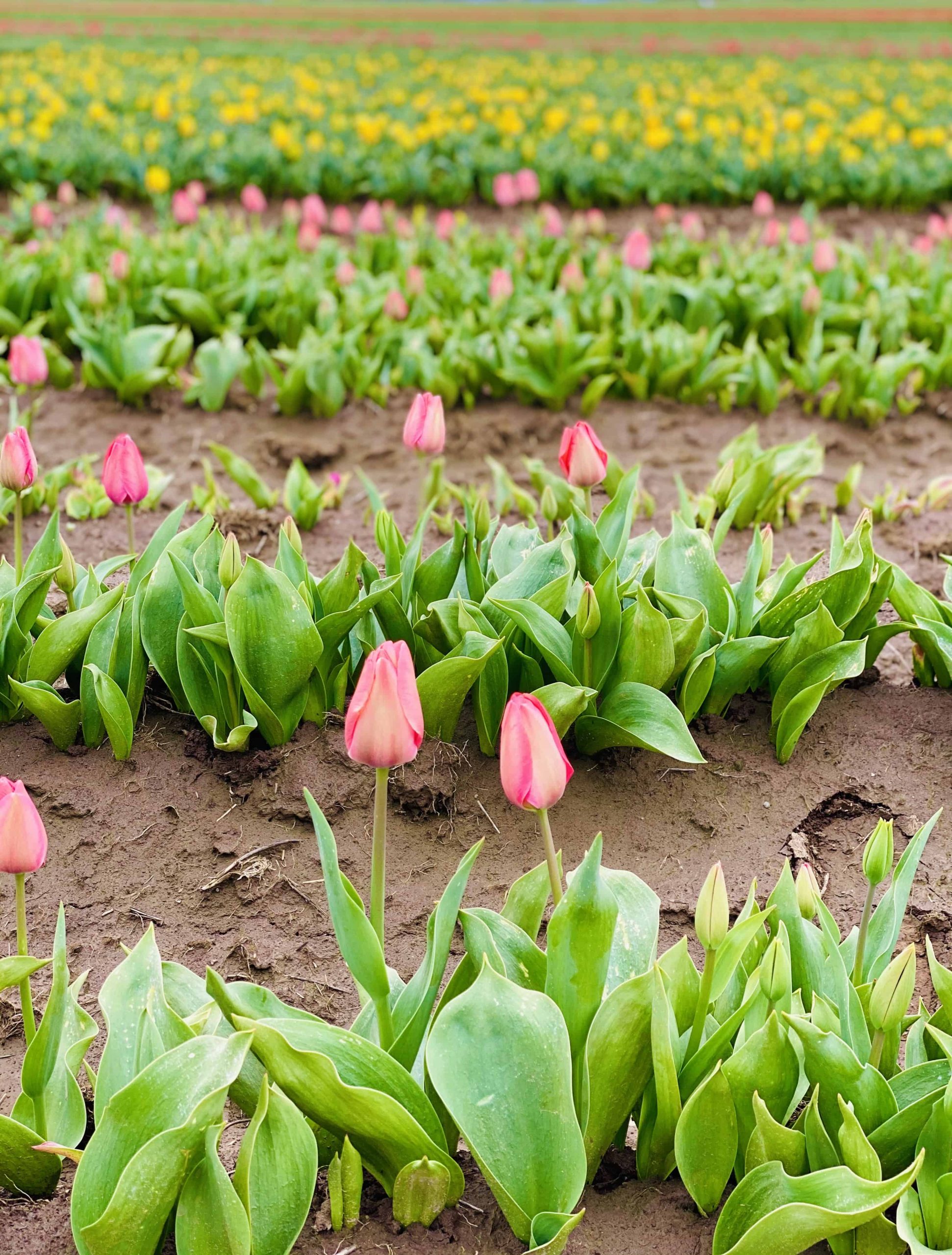 Yellow tulips behind bright pink tulips in a field.