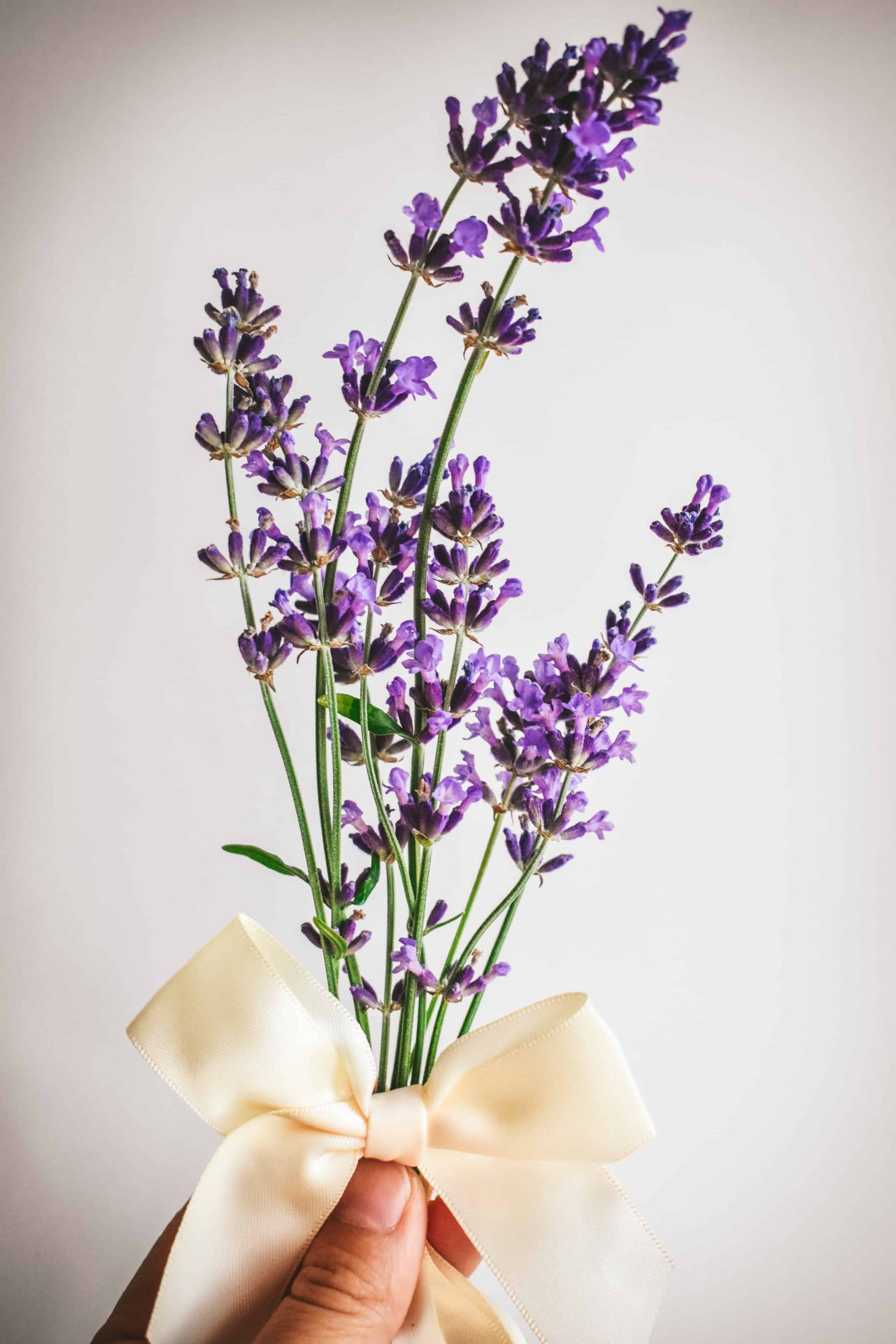 A hand holding fresh picked lavender flowers wrapped in a bow.