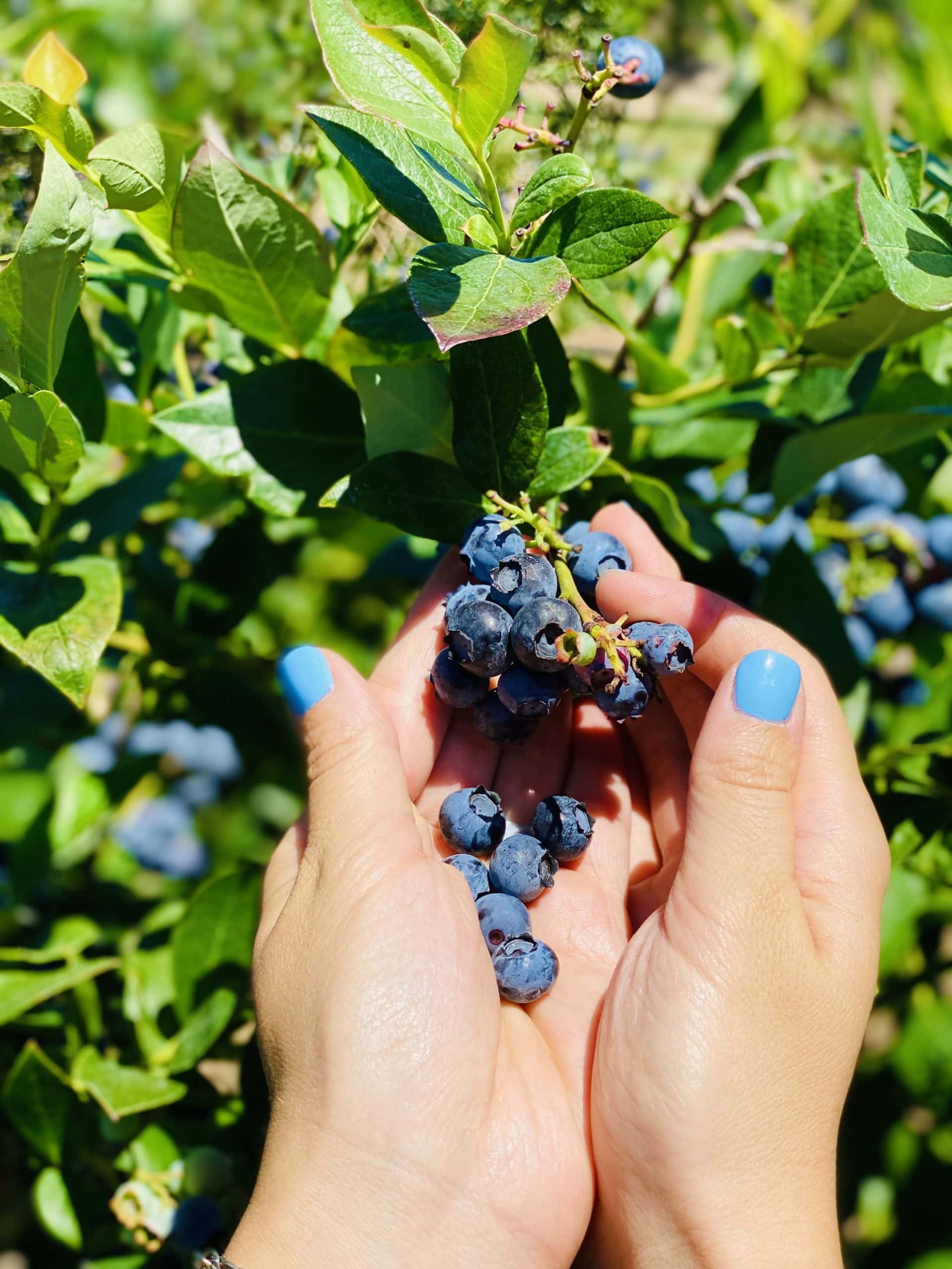 Two hands picking blueberries from a green shrub.