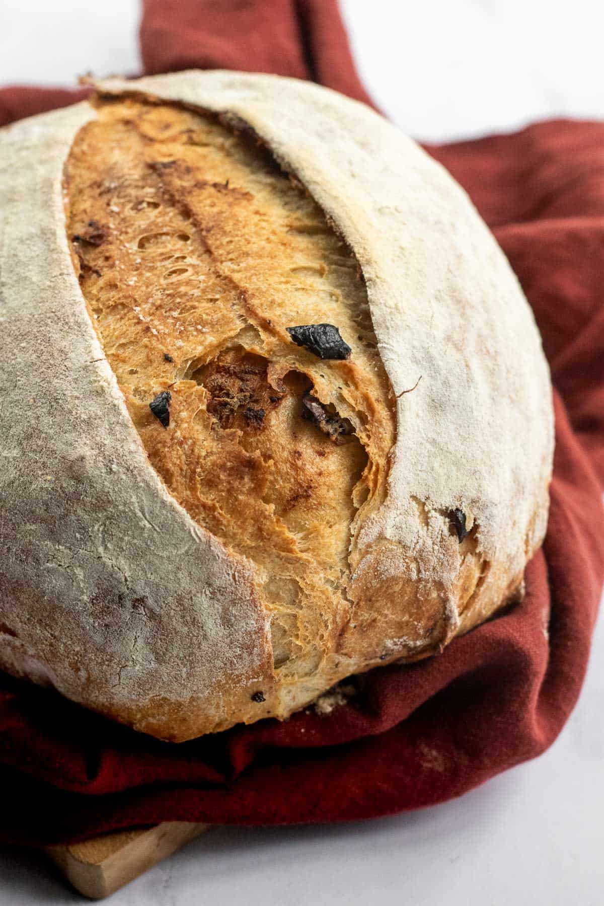 A scored and baked loaf of olive bread on a red linen on a wood board.