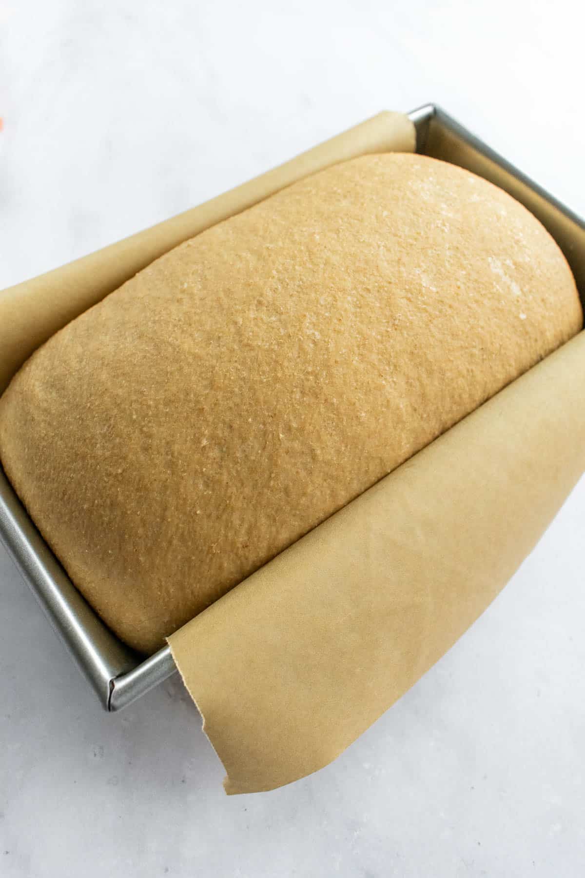 A loaf pan lined with parchment paper and filled with a loaf of wheat bread dough.